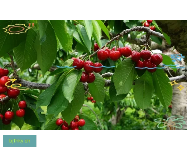 樱桃视频：免费畅享，精彩无限的视觉盛宴